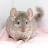 5 Month Old Hetero Beige Female Chinchilla -- super sweet & friendly!