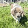 AKC Newfoundland Puppies - Gold - Female - Rogue