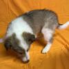 AKC Shetland Sheepdog (Sheltie) Pup born on 11/04/2025