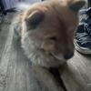 Chow Chow 7 Months Old