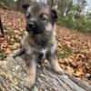 AKC GERMAN SHEPHERD PUPPIES