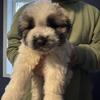 Great Pyrenees Anatolian Mix