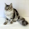 FEMALE Siberian kitten DOB 03-12-25, PUREBRED. SPECIAL PRICE - AVAILABLE!