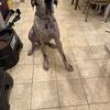 1 yr old Great Dane puppy