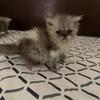 BEAUTIFUL CFA PERSIAN KITTENS LOOK NO FURTHER