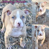 American Pit Bull Terriers (ADBA)
