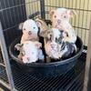AKC English Bulldogs AVAILABLE