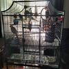 Breeding pair cockatiels an spare female