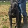 Cane Corso stud champion bloodlines 