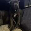 Cane Corso pups