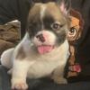 Visual Fluffy an carrier Frenchie pups