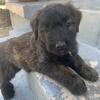 Golden Coast Bouviers - Puppy 8 - Female - Light Blue Collar