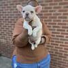 Exotic French Bulldog pups