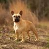 2 year old French bulldog 