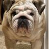 English Bulldog Stud