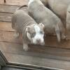 Pocket American Bully Puppies ABKC registered Lilac Piebald Tri (3) and Fawn White Ghost Tri Girl puppies