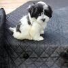 Havashu  Daffodil  Small   Havanese - shih tzu