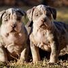 Pitbull Puppies Ready 