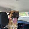 AKC Registered Female Bullmastiff 