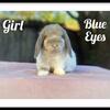 Holland Lop Baby Bunnies