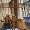 Beautiful hand, raised baby Cockatiels
