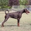 Dobermann female