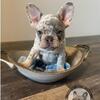 AKC Registered French Bulldog pups