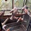 Beautiful Ringneck Doves