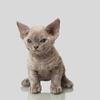 Blue devon rex girl