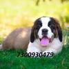 Beautiful imported Saint Bernard puppies avail7300930479