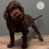 Australian Labradoodle Puppy Bernie