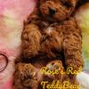 Red Male Toy TeddyBear Poodle Stud Service