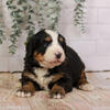 Hoppy - Bernese Mountain Dog Puppy Family Raised Ready in May