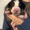 Beautiful Bernese Mountain Dog Puppies