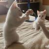 White half Maine Coon Kittens