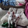 Shepsky puppies husky shepherd mix 
