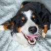 Possibly pregnant Bernedoodle