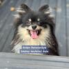 Pomeranian boys pet only