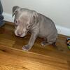 Two female American bully puppies for sale