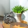 Sweet little chinchilla 