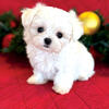 AKC Maltese Puppies Ready
