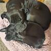 Cane corso fur babies