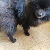 Black Pomeranian puppy