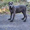 Cane Corso Solid Blue Male Puppy 4 Months Old 