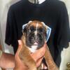 BOXER PUPPIES AKC REGISTERED 