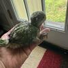 Green baby Quaker for sale
