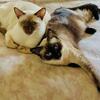 2 purebred siamese cats. 