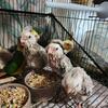Baby cockatiels 