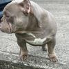 American bully
