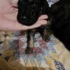 AKC Standard Poodle Puppies